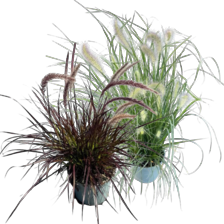 Pennisetum